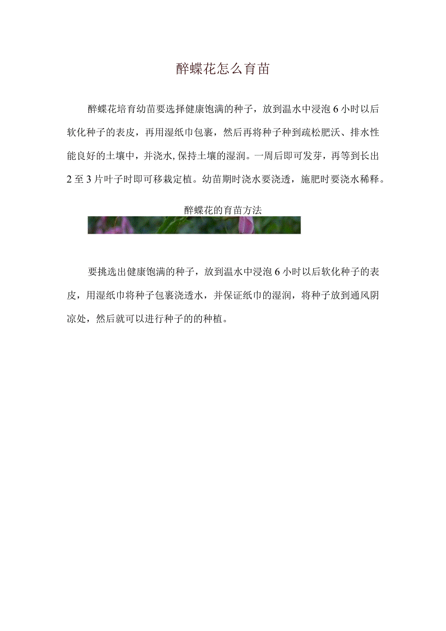 醉蝶花怎么育苗.docx_第1页