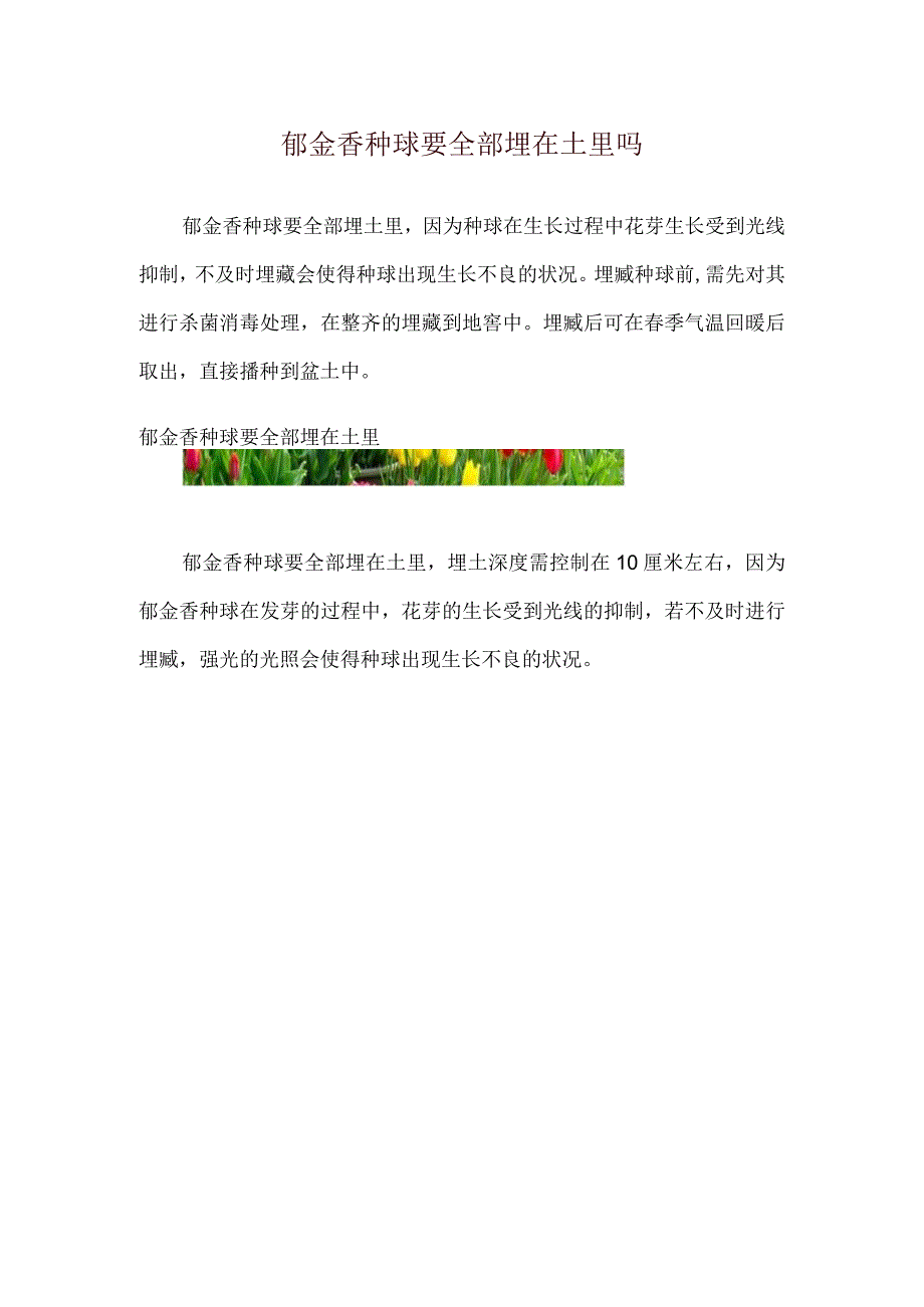 郁金香种球要全部埋在土里吗.docx_第1页