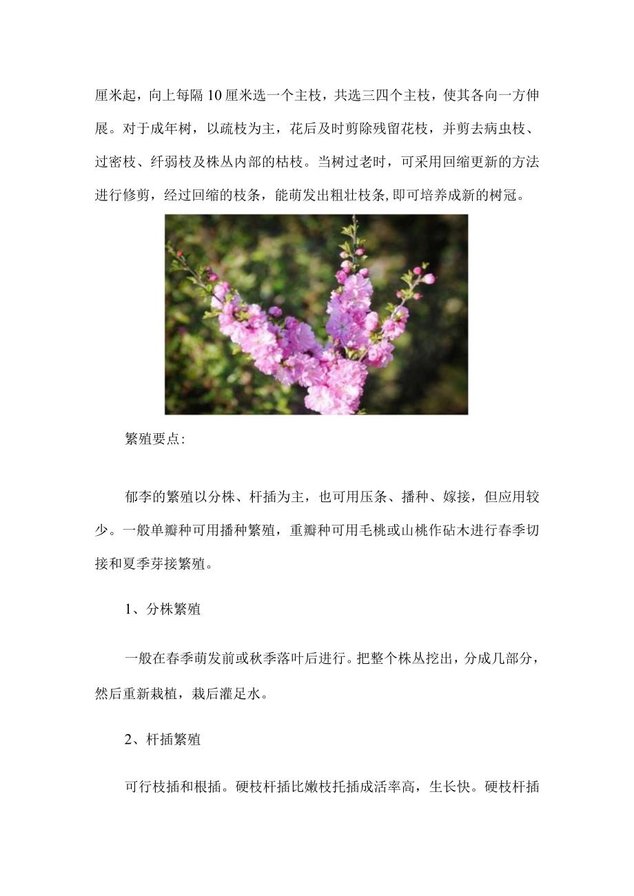 郁李的养殖方法：喜欢略微湿润半荫的环境.docx_第3页