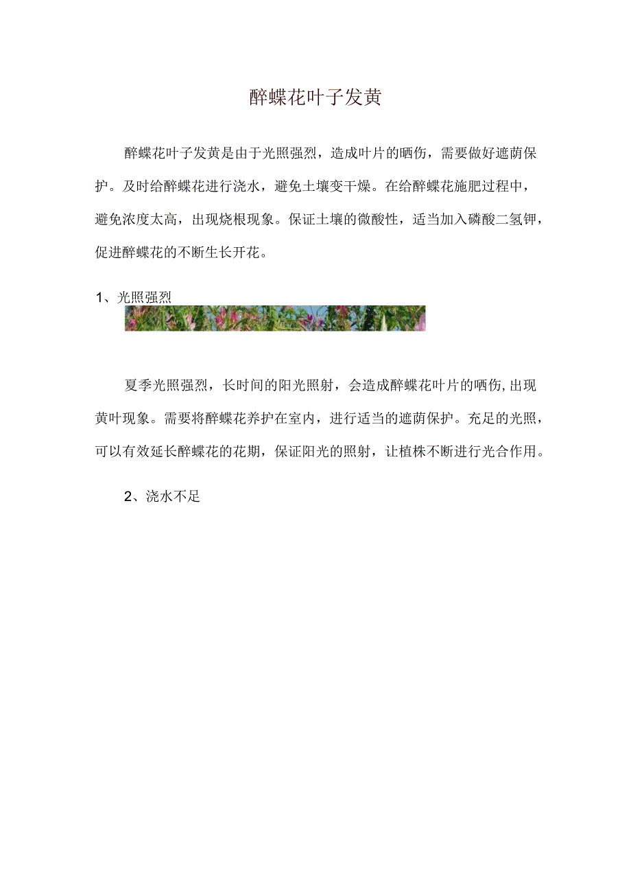 醉蝶花叶子发黄.docx_第1页