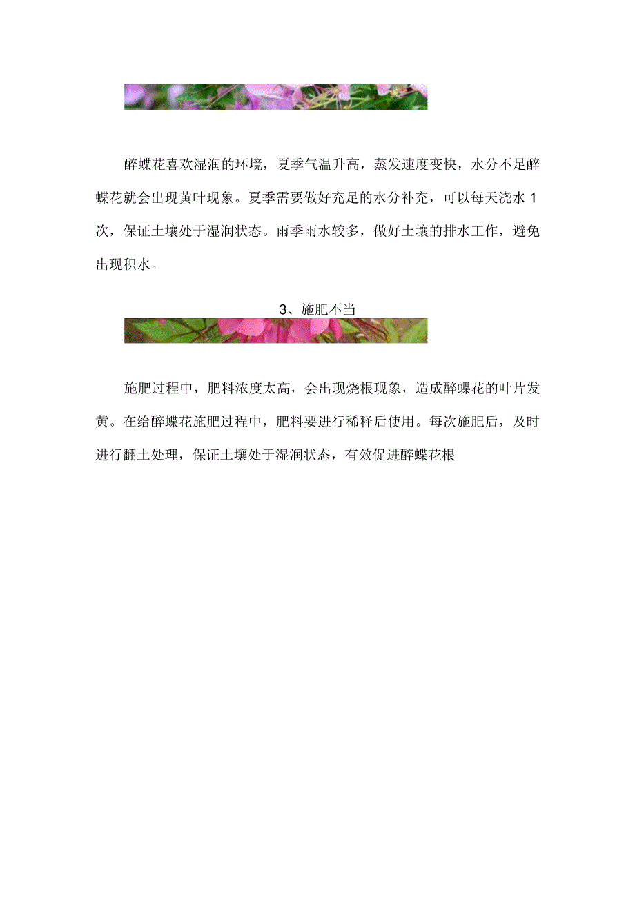 醉蝶花叶子发黄.docx_第2页