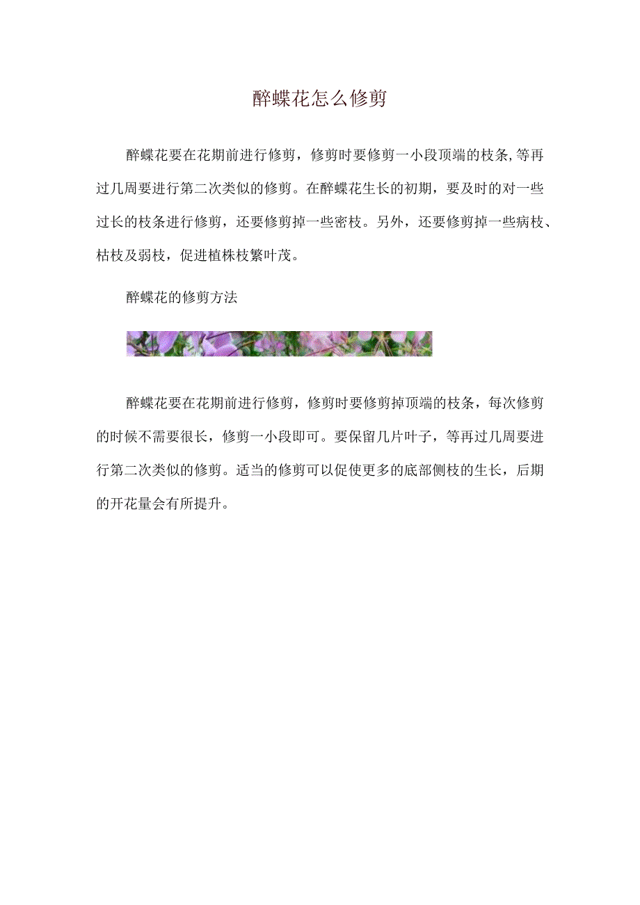 醉蝶花怎么修剪.docx_第1页