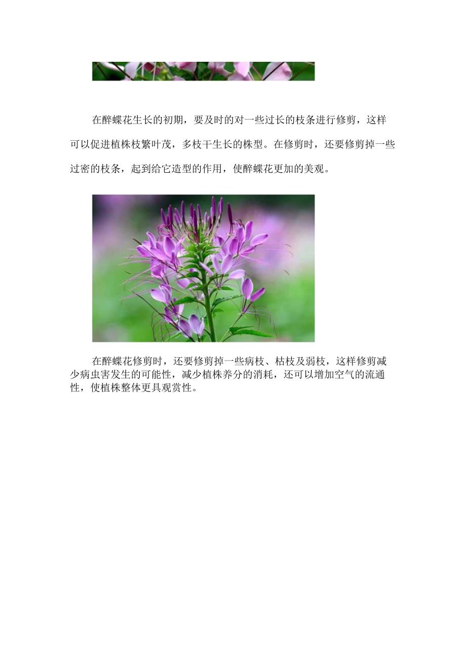 醉蝶花怎么修剪.docx_第2页