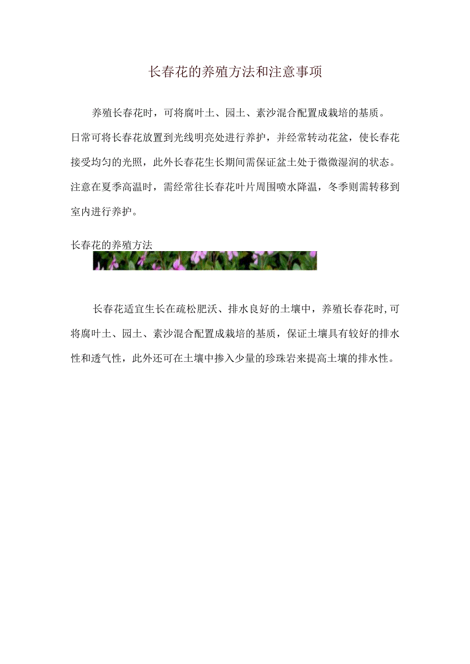 长春花的养殖方法和注意事项.docx_第1页