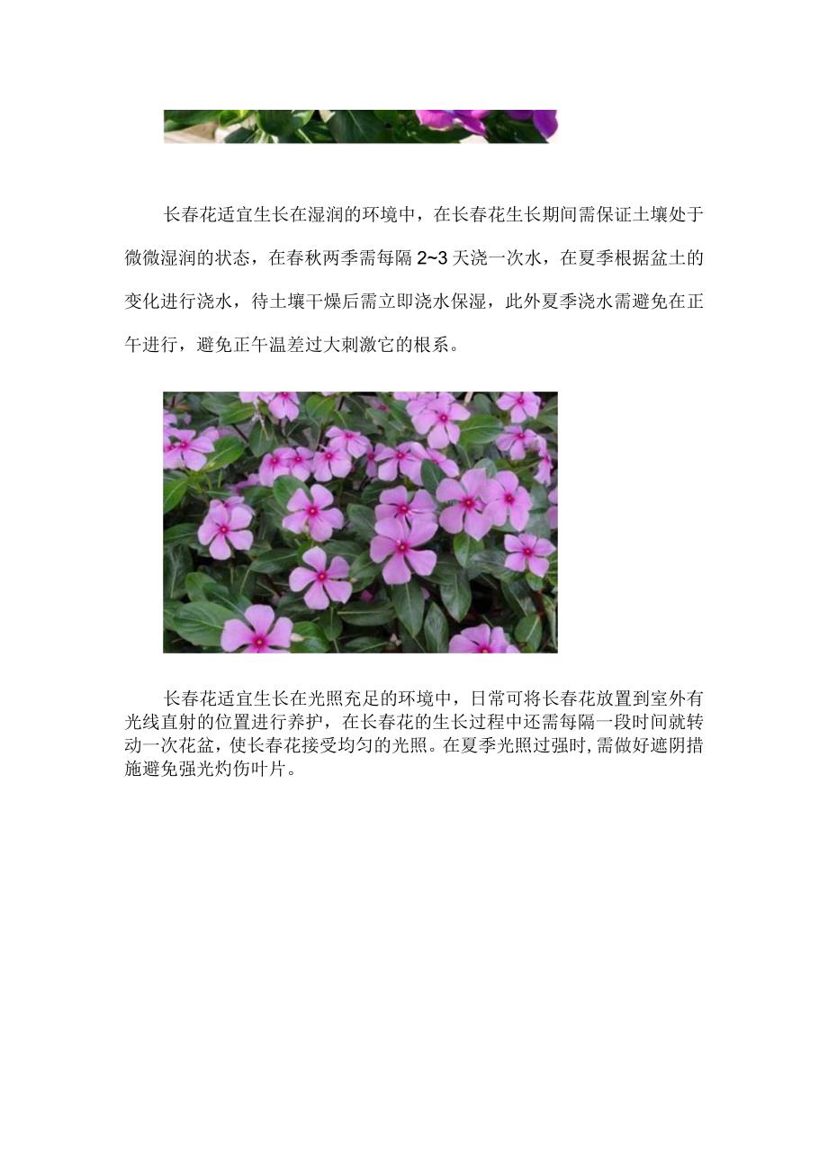 长春花的养殖方法和注意事项.docx_第2页