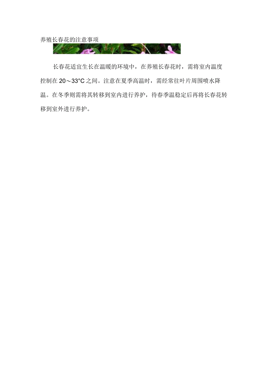 长春花的养殖方法和注意事项.docx_第3页