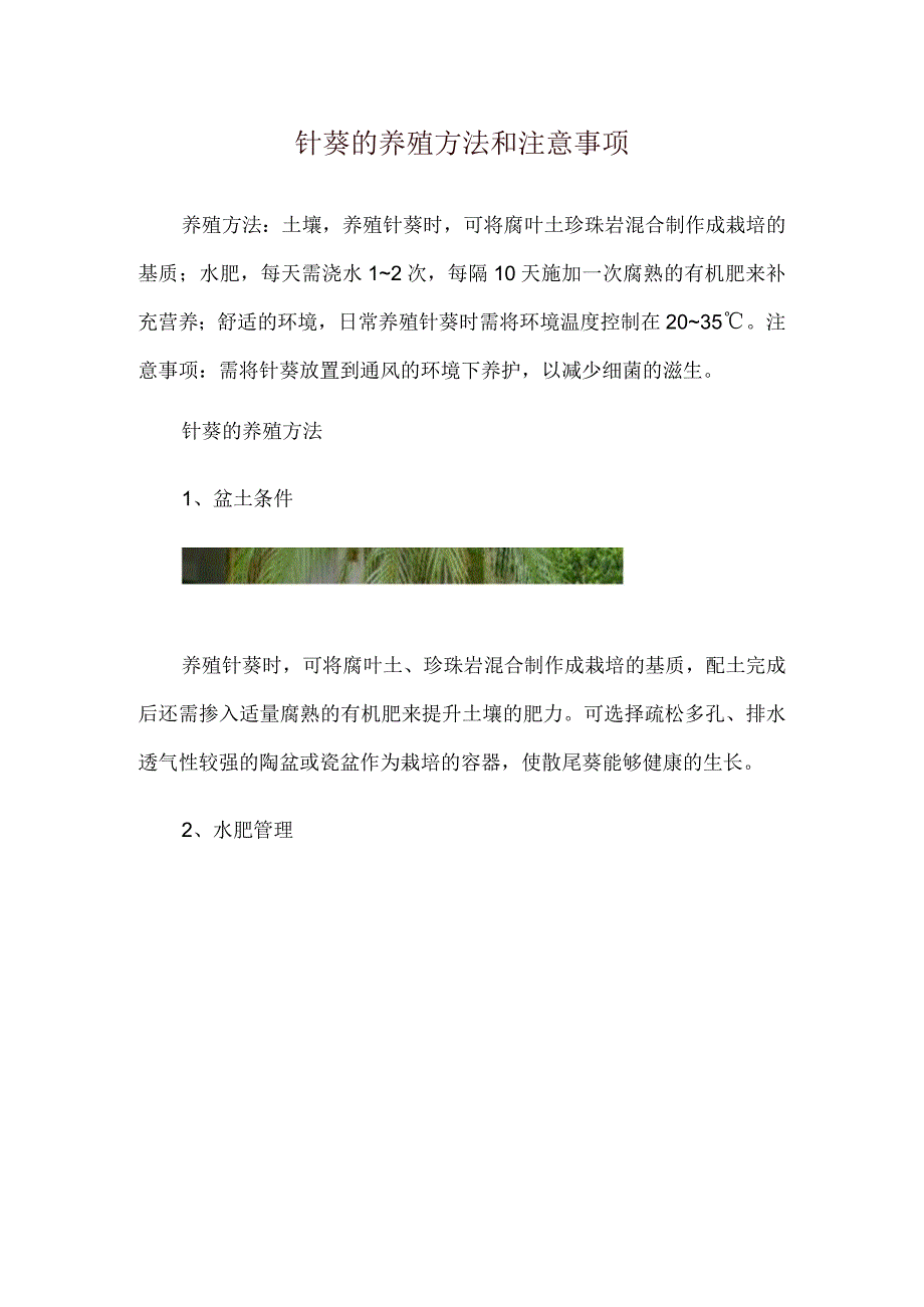 针葵的养殖方法和注意事项.docx_第1页