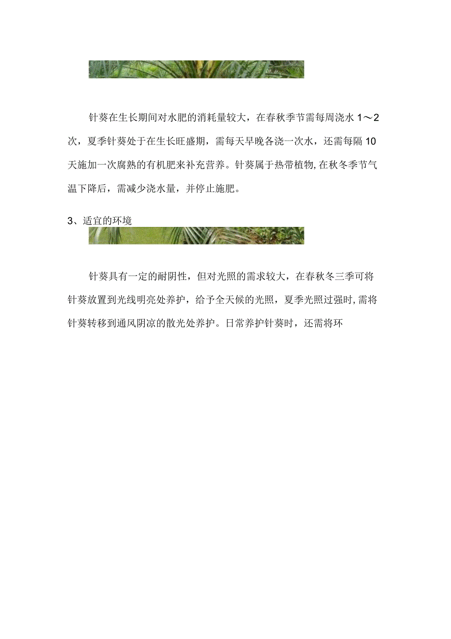 针葵的养殖方法和注意事项.docx_第2页