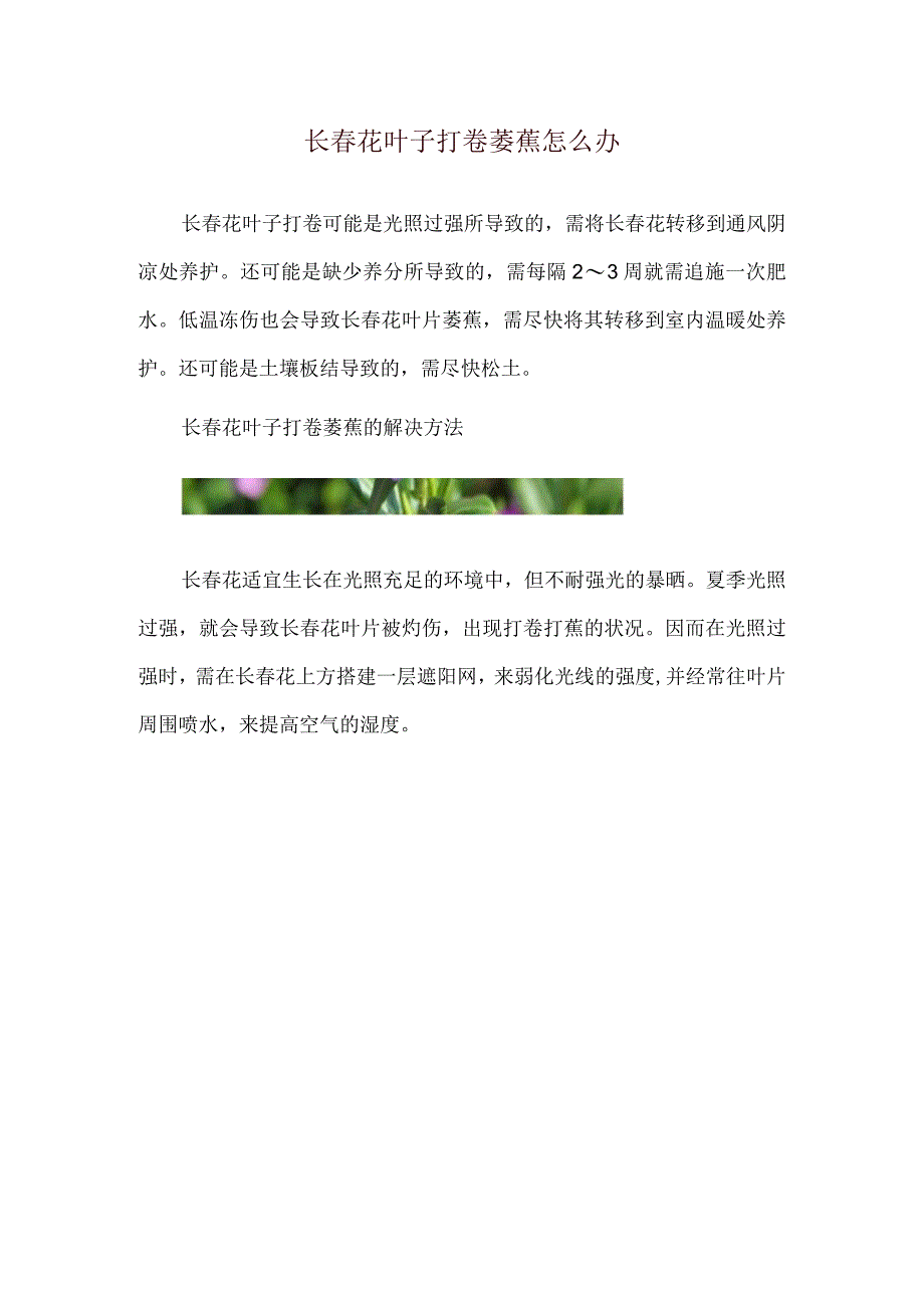 长春花叶子打卷萎蔫怎么办.docx_第1页