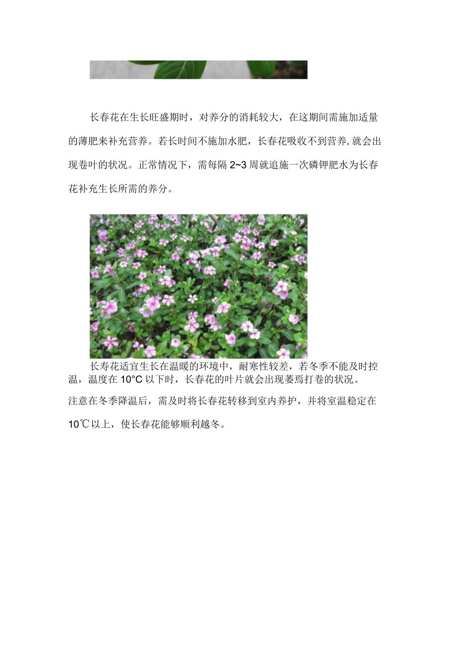 长春花叶子打卷萎蔫怎么办.docx_第2页