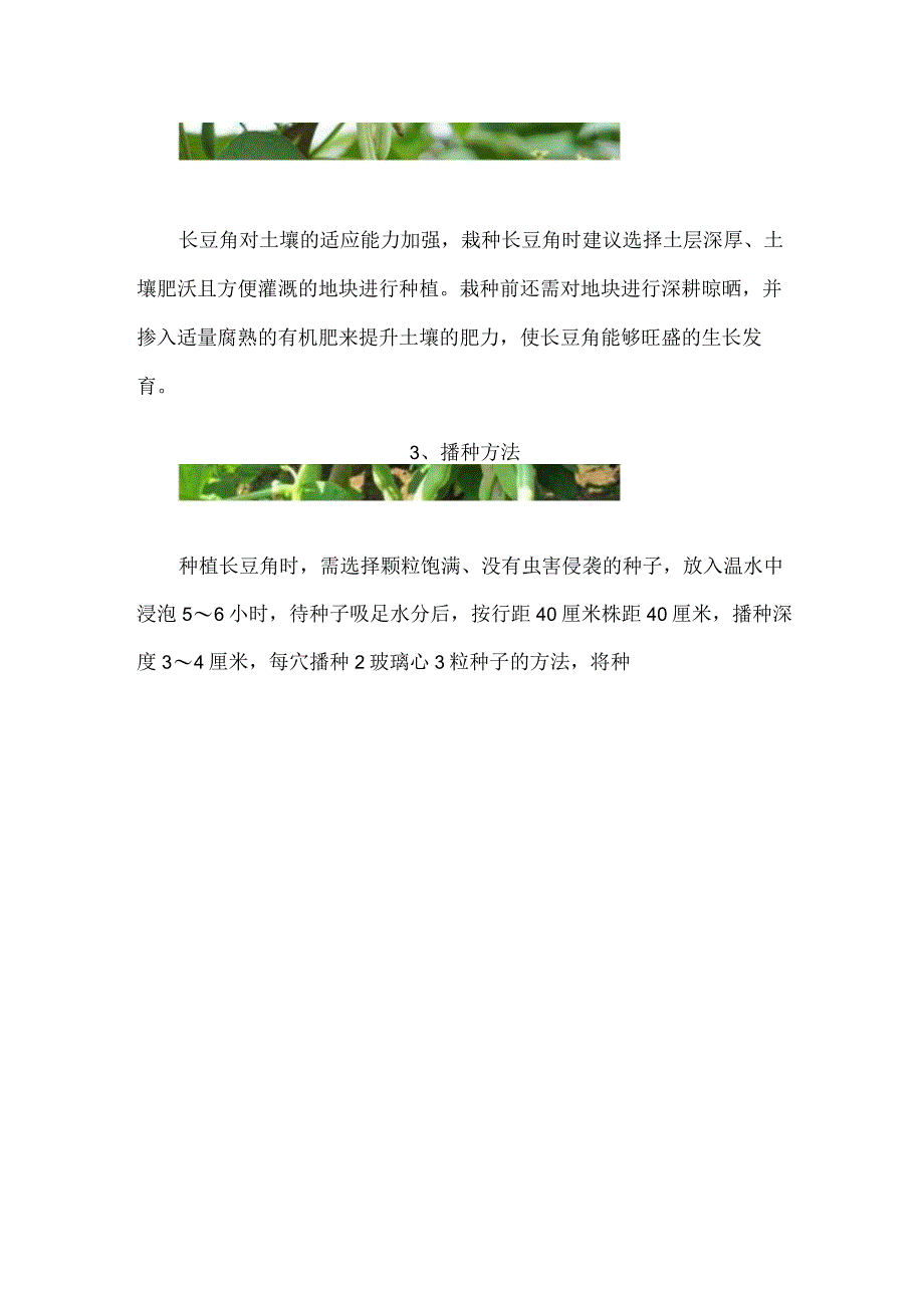 长豆角的种植方法和技术.docx_第2页