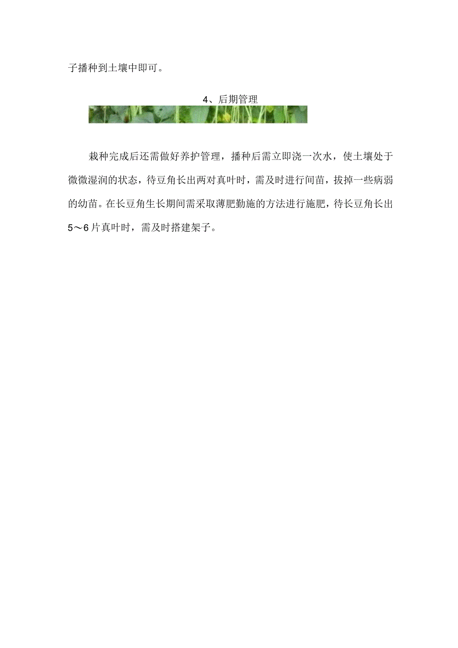 长豆角的种植方法和技术.docx_第3页