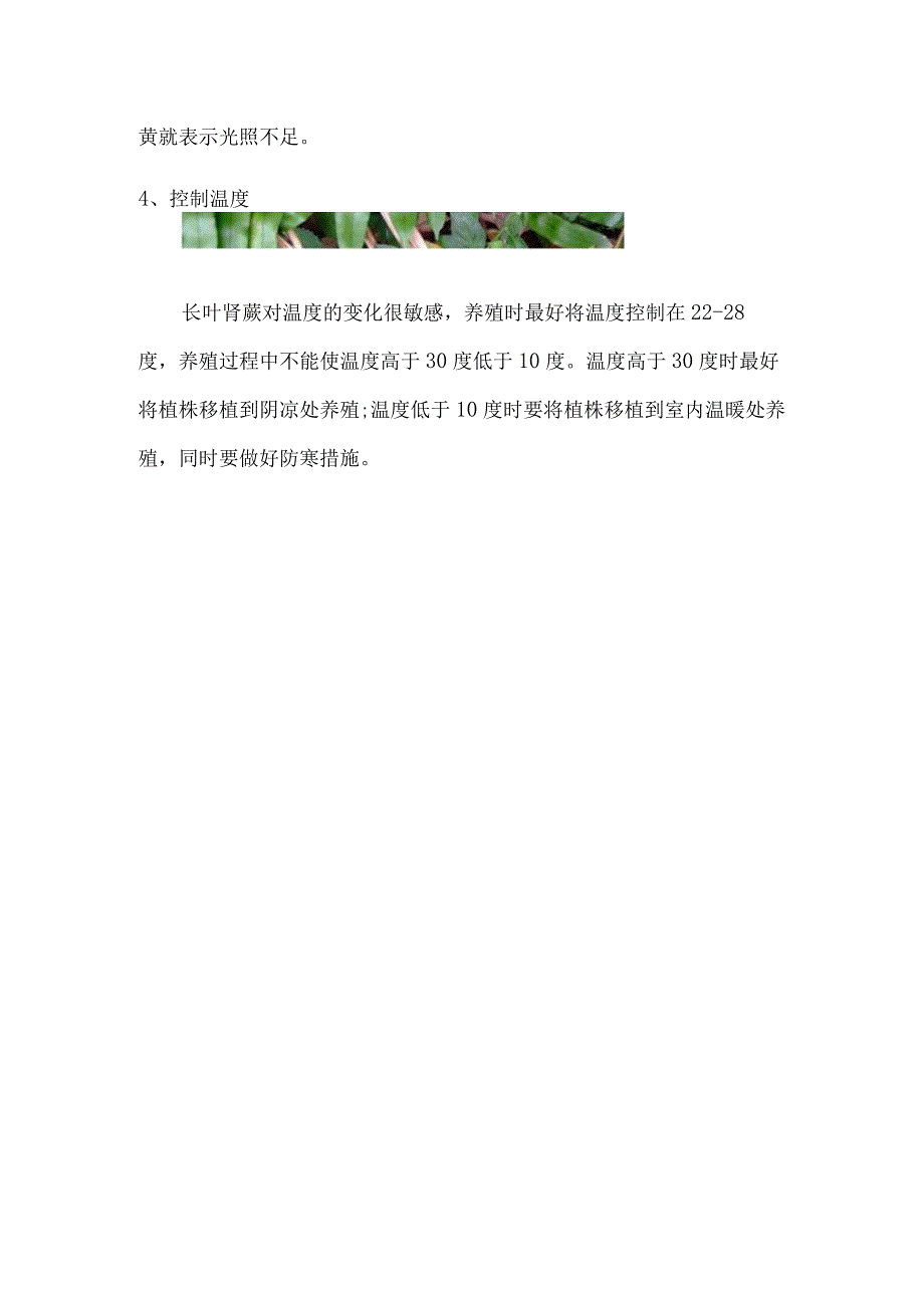 长叶肾蕨怎么养.docx_第3页