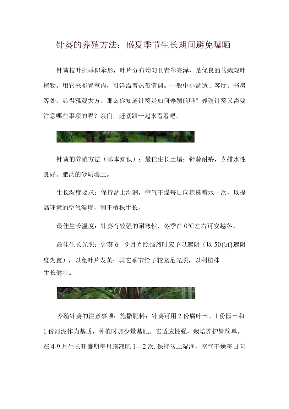 针葵的养殖方法：盛夏季节生长期间避免曝晒.docx_第1页