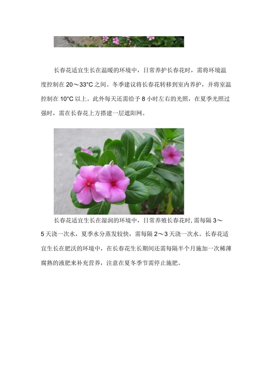 长春花怎么养护.docx_第2页