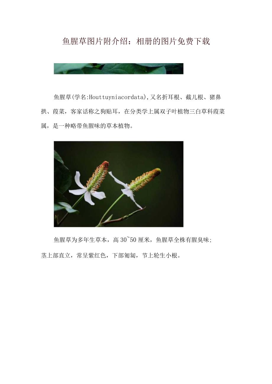 鱼腥草图片附介绍：相册的图片免费下载.docx_第1页