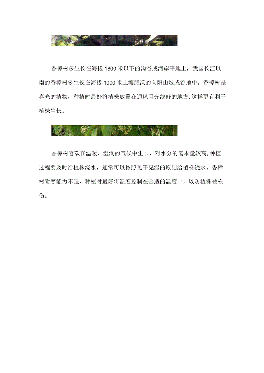 香樟树的花长什么样.docx_第2页