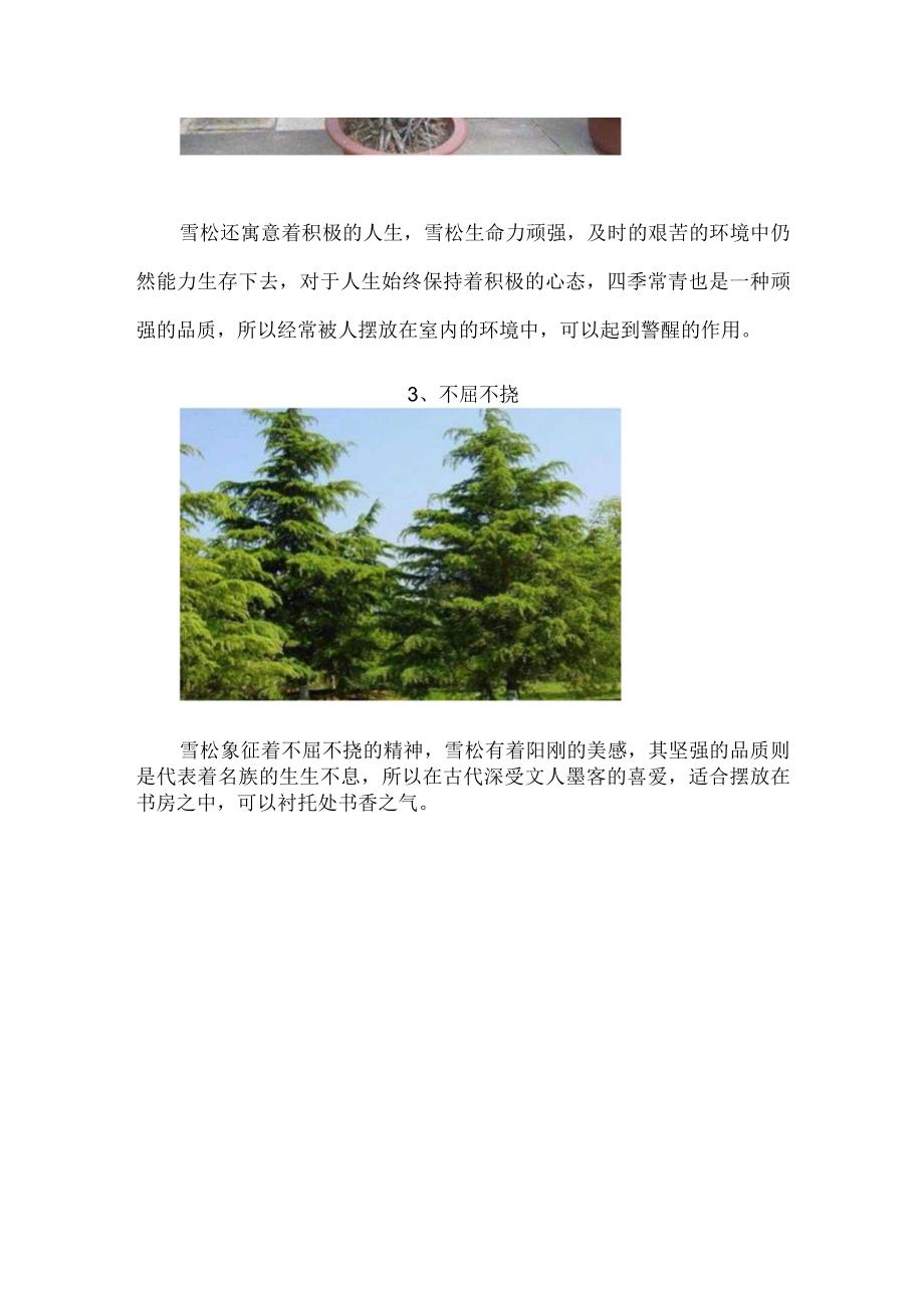 雪松的花语和文化地位花语为高尚纯洁象征积极的人生.docx_第2页