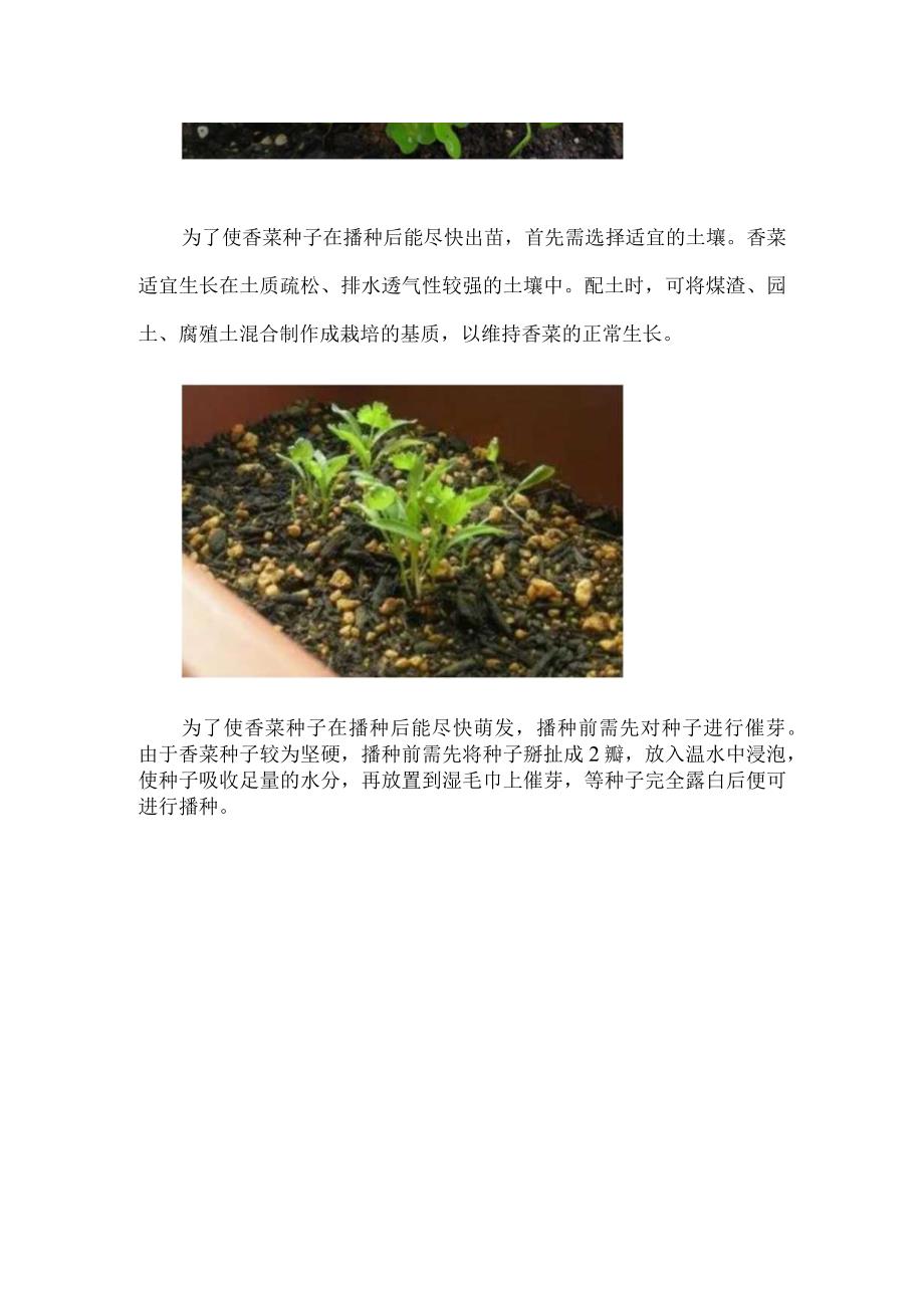 香菜发芽要多久.docx_第2页