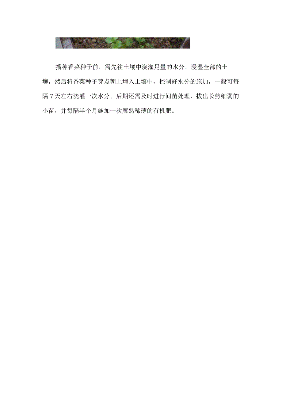 香菜发芽要多久.docx_第3页