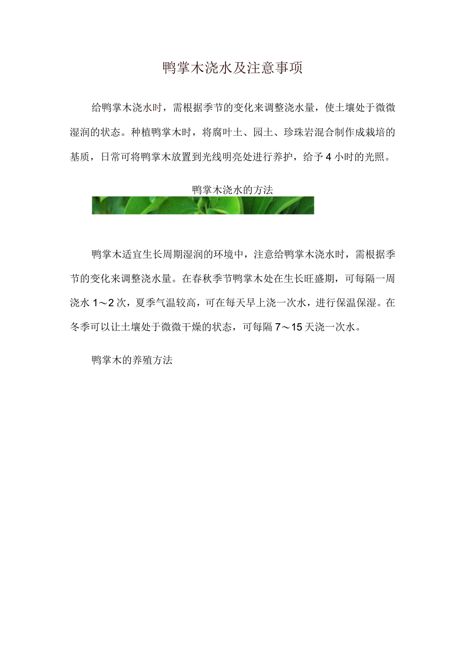 鸭掌木浇水及注意事项.docx_第1页