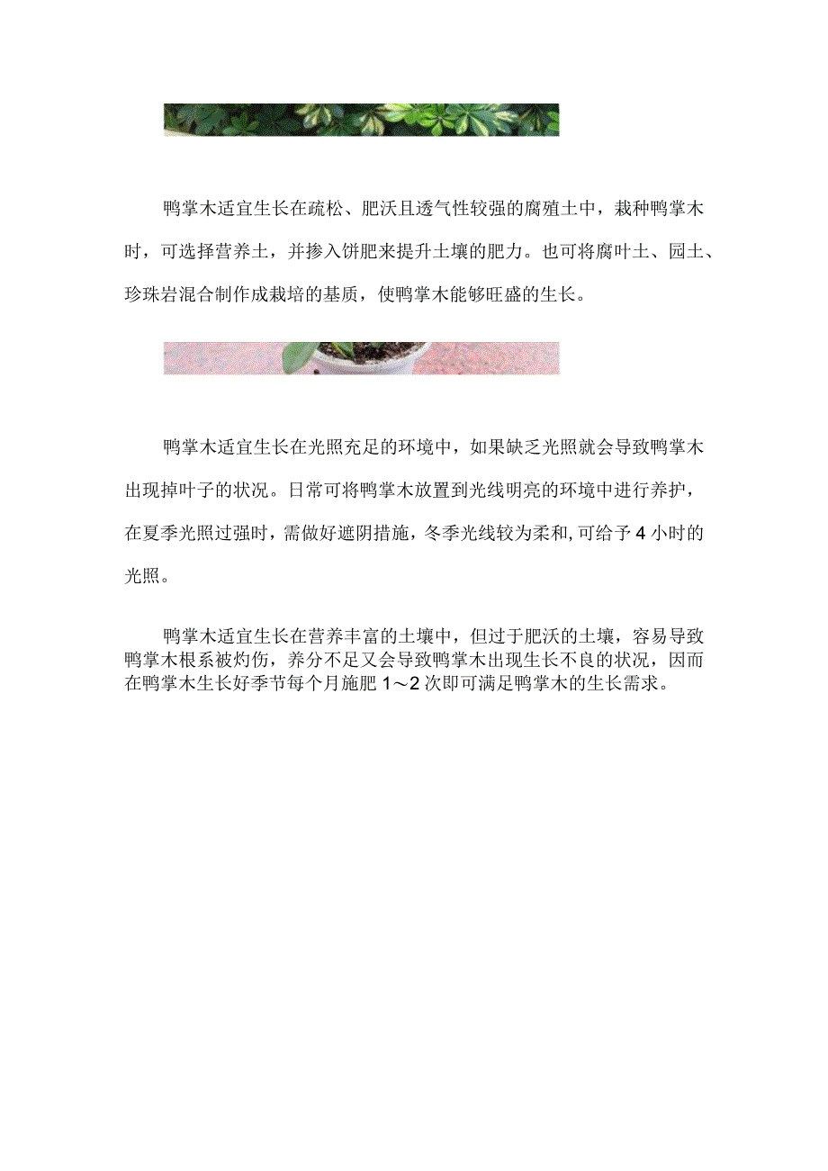 鸭掌木浇水及注意事项.docx_第2页