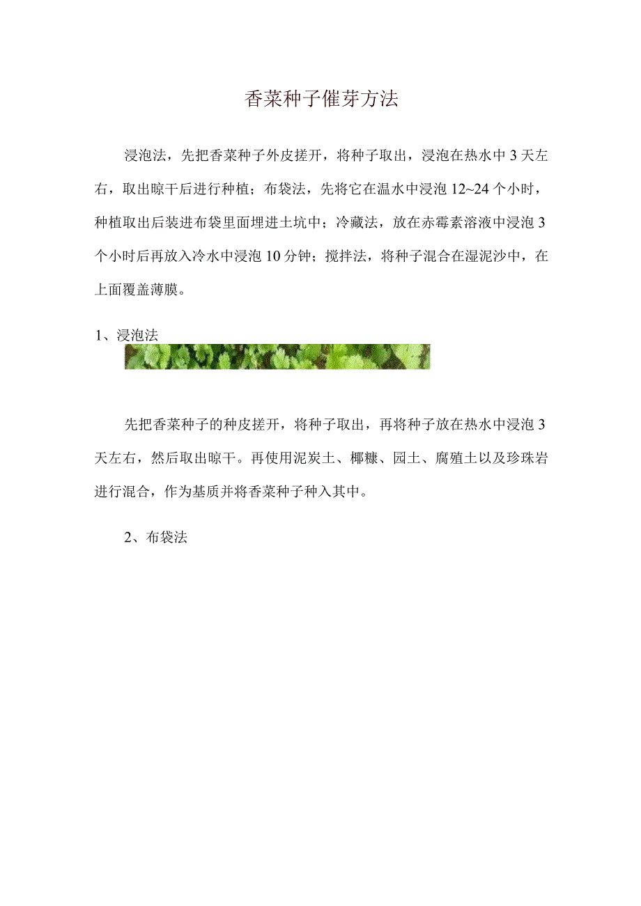 香菜种子催芽方法.docx_第1页