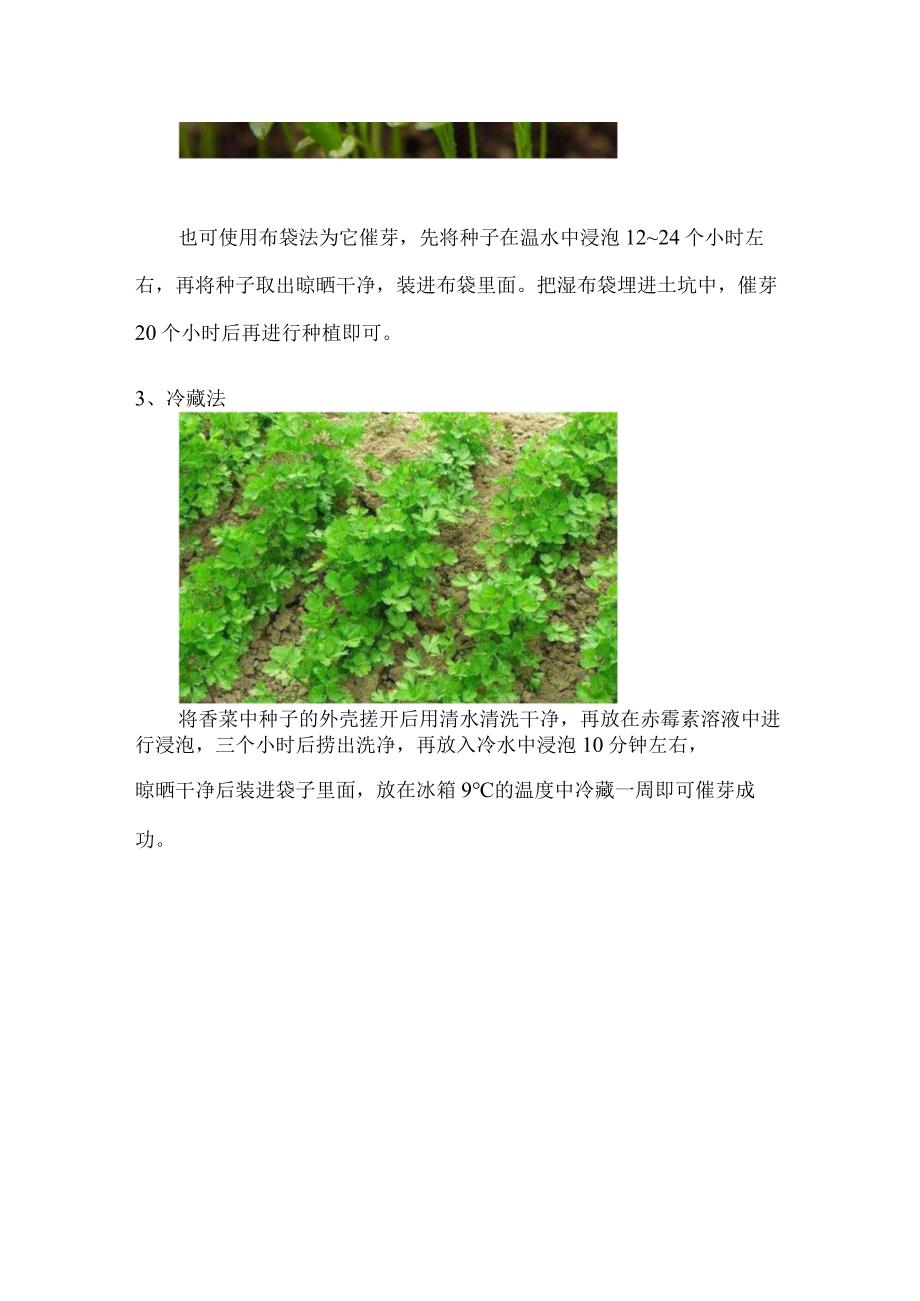 香菜种子催芽方法.docx_第2页