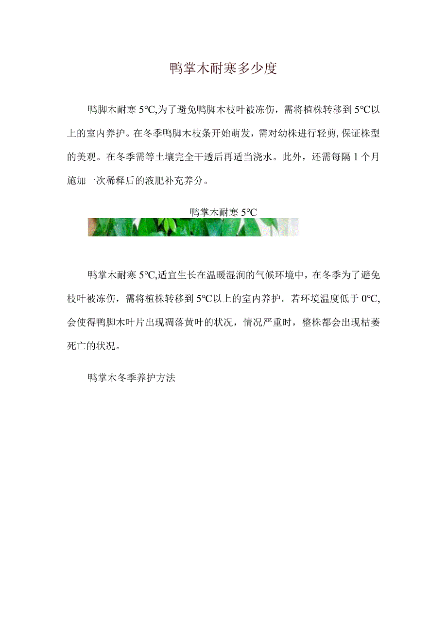 鸭掌木耐寒多少度.docx_第1页