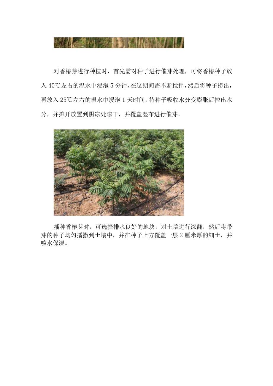 香椿苗几月份种植.docx_第2页