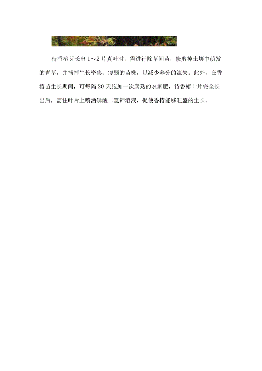 香椿苗几月份种植.docx_第3页