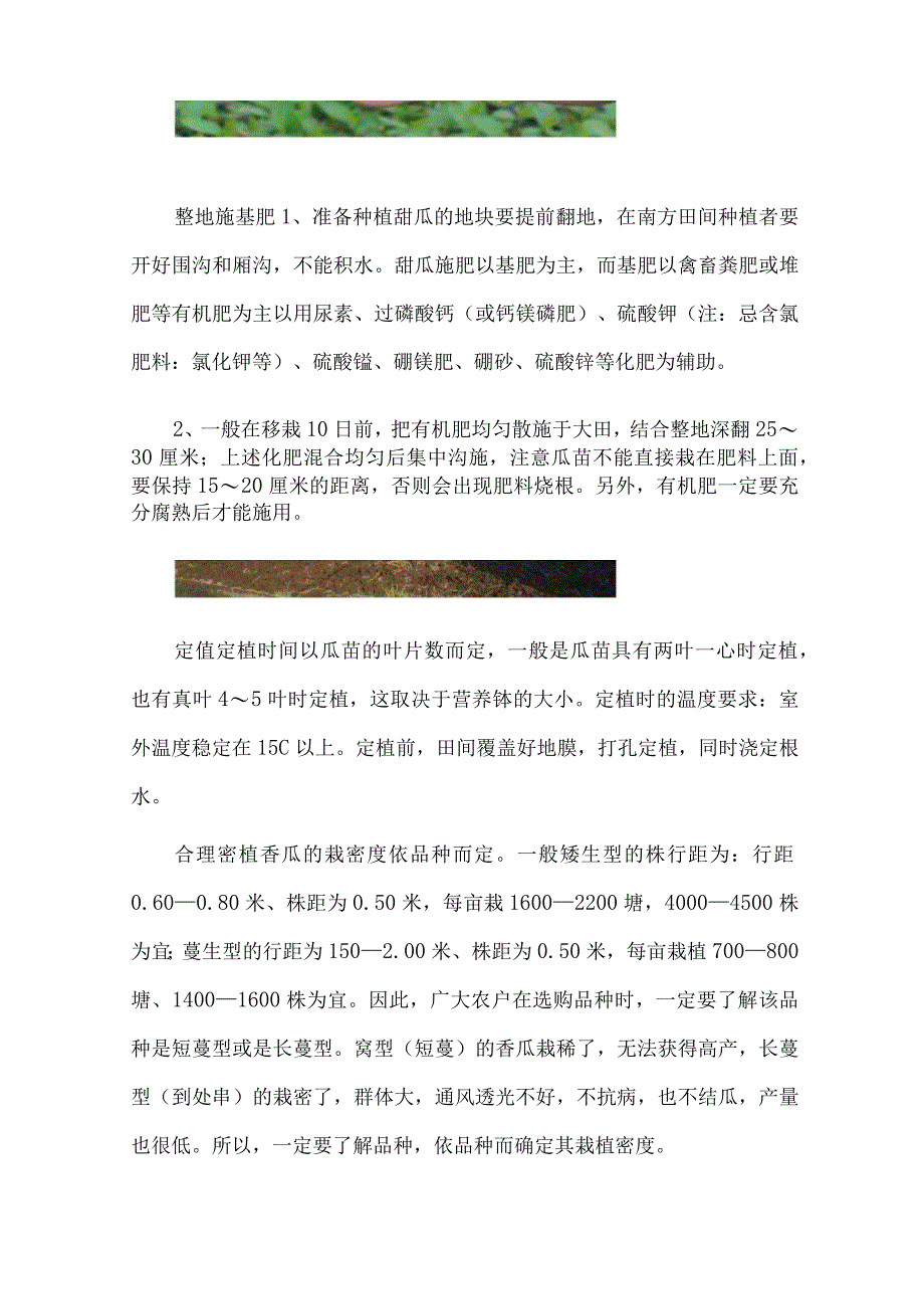 香瓜种子种植技术.docx_第3页