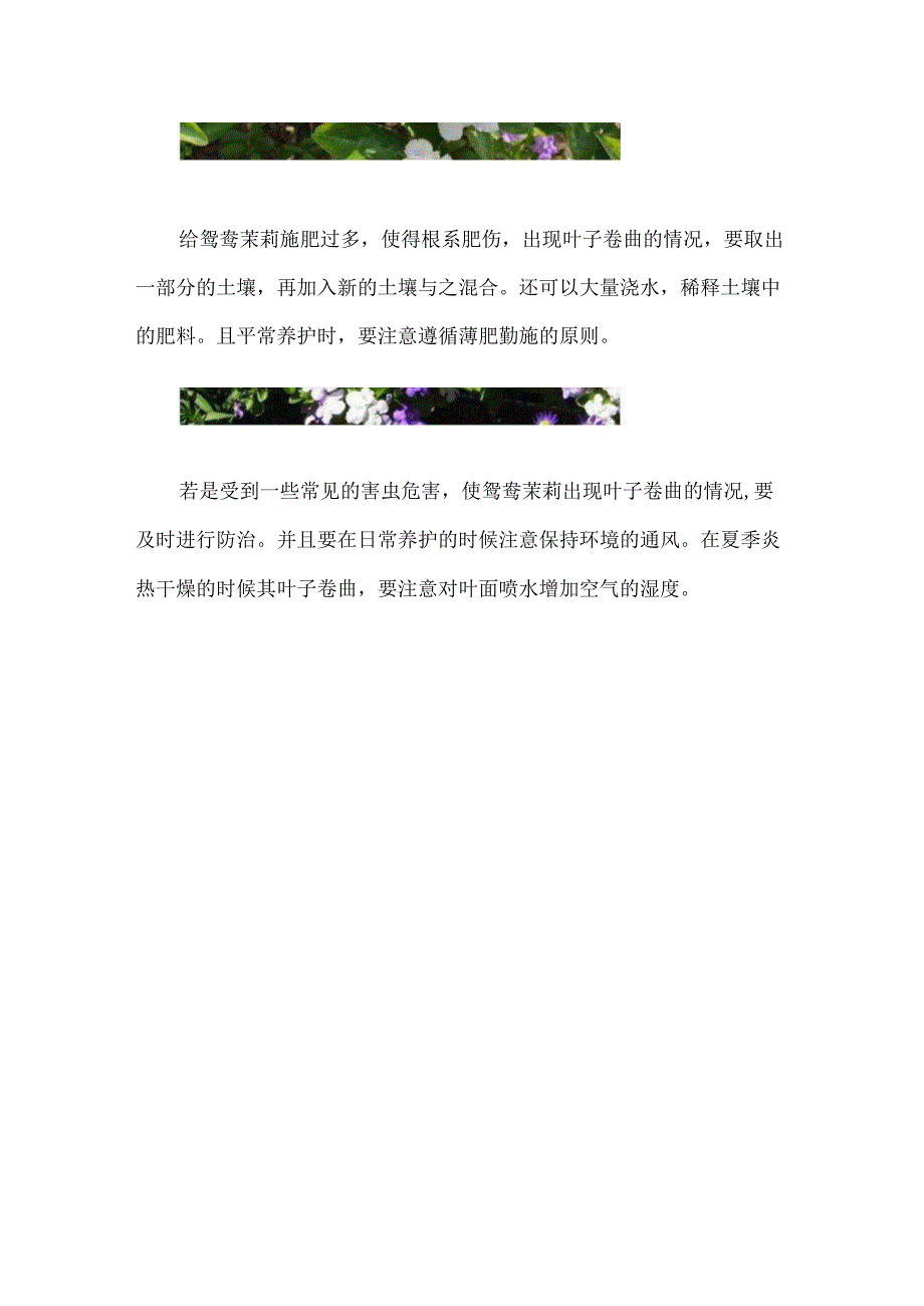 鸳鸯茉莉叶子卷怎么办.docx_第2页