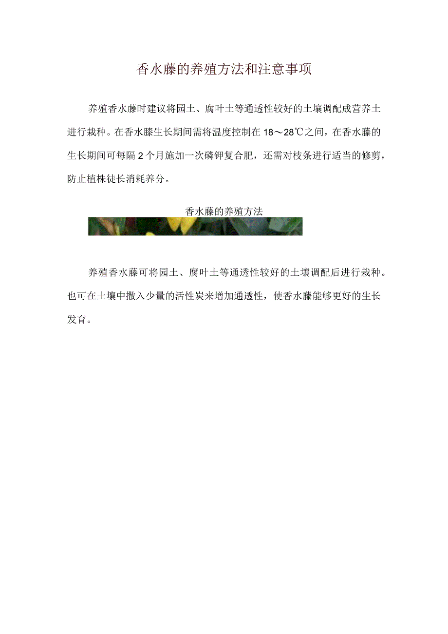 香水藤的养殖方法和注意事项_1.docx_第1页