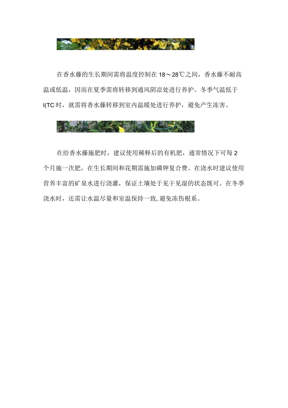 香水藤的养殖方法和注意事项_1.docx_第2页