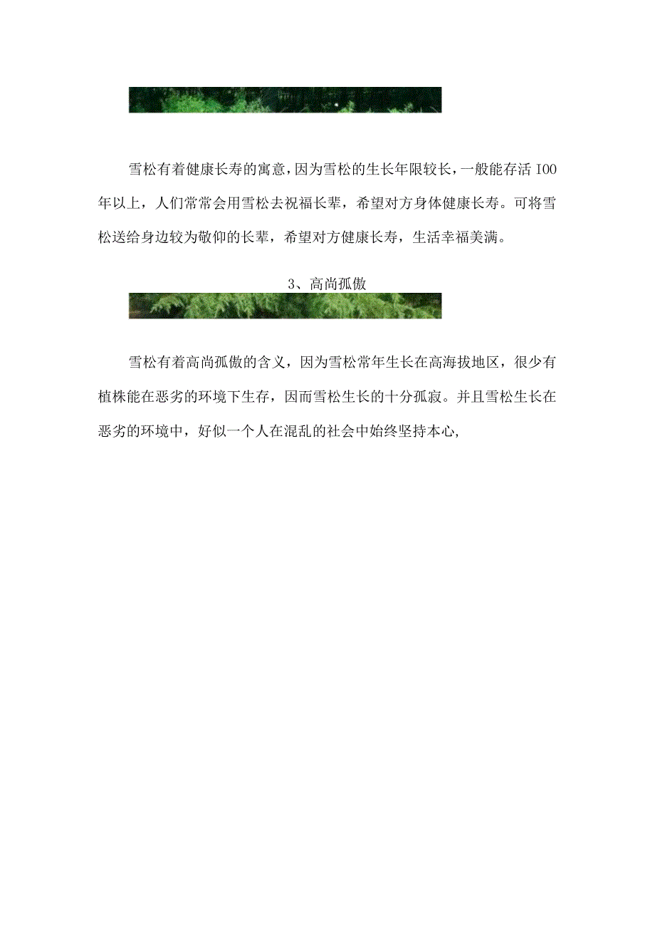 雪松的象征意义和特点.docx_第2页