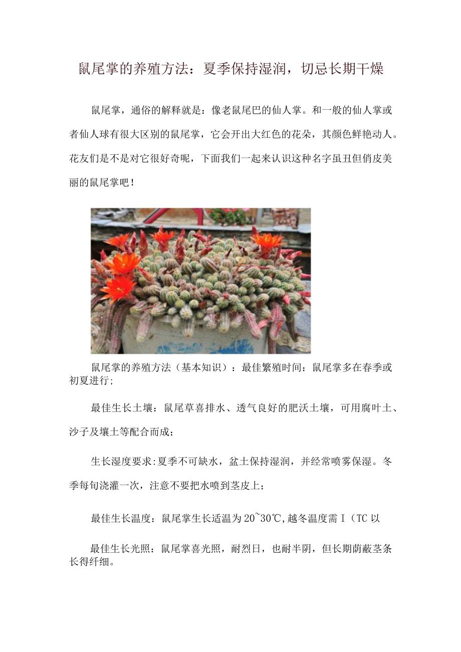 鼠尾掌的养殖方法：夏季保持湿润切忌长期干燥.docx_第1页