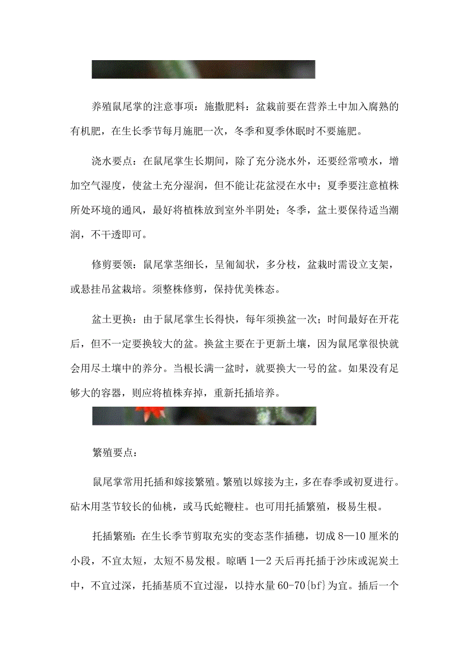 鼠尾掌的养殖方法：夏季保持湿润切忌长期干燥.docx_第2页