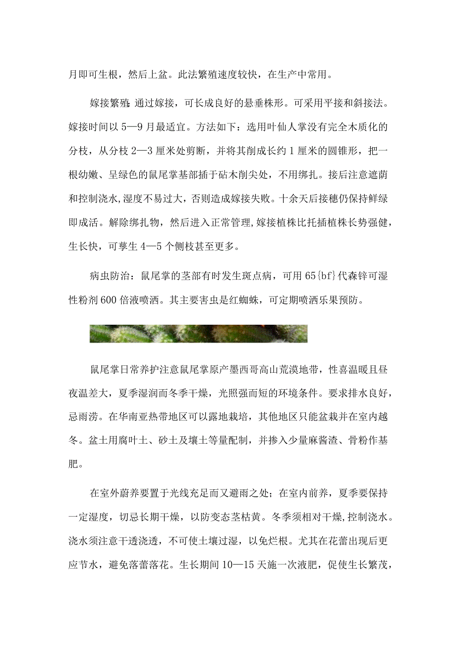 鼠尾掌的养殖方法：夏季保持湿润切忌长期干燥.docx_第3页