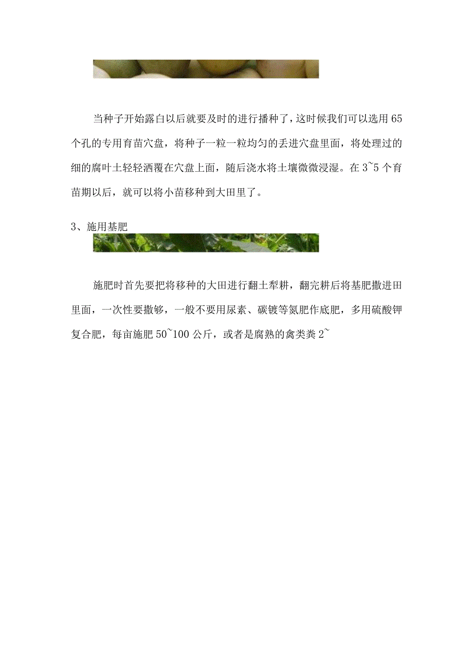 香瓜栽培技术选种育苗种出好瓜.docx_第2页