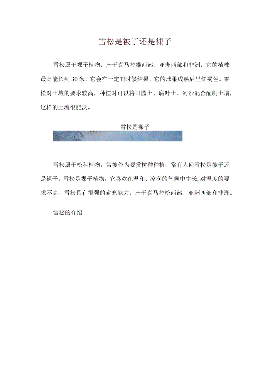 雪松是被子还是裸子.docx_第1页