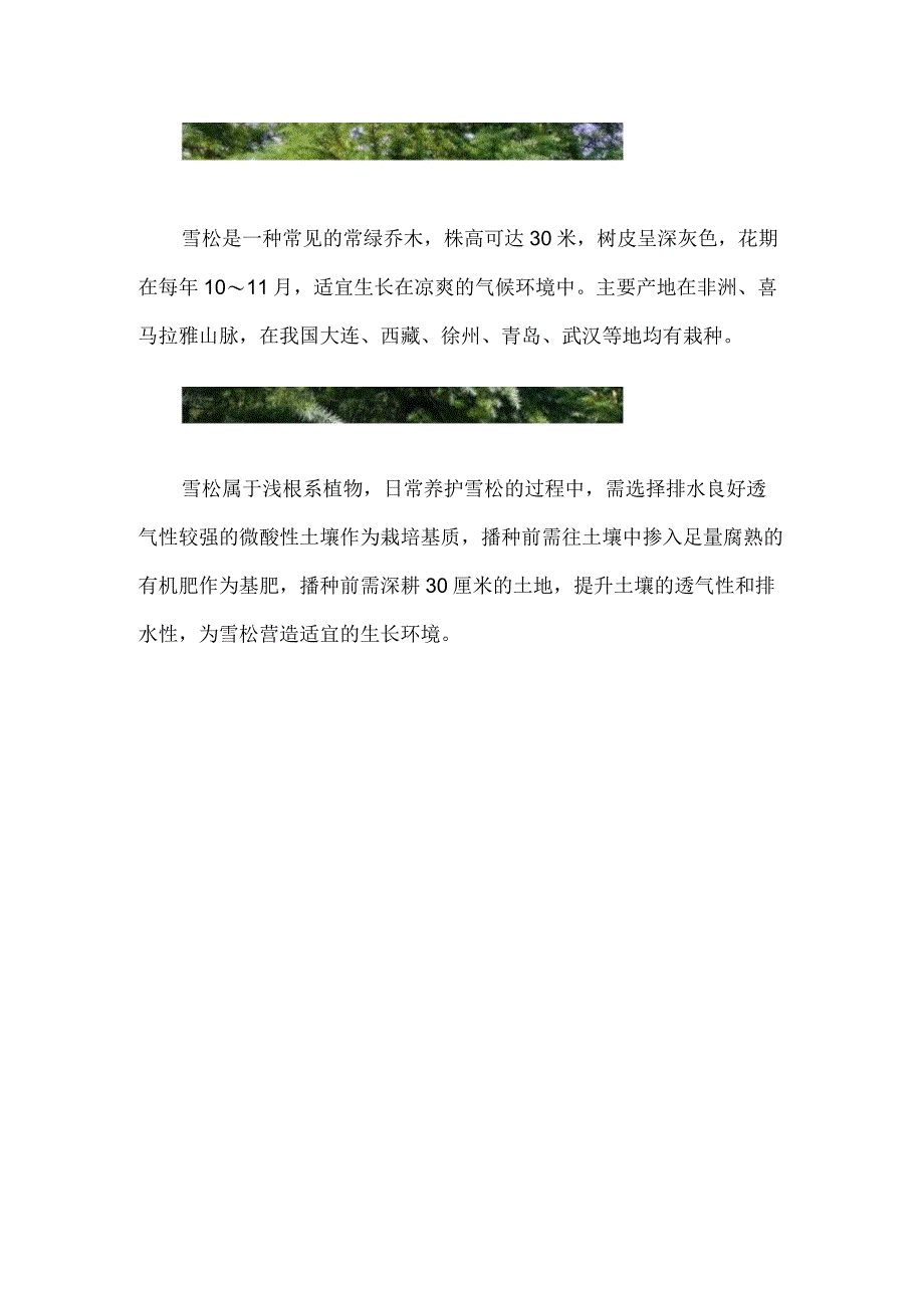 雪松有果实吗.docx_第2页