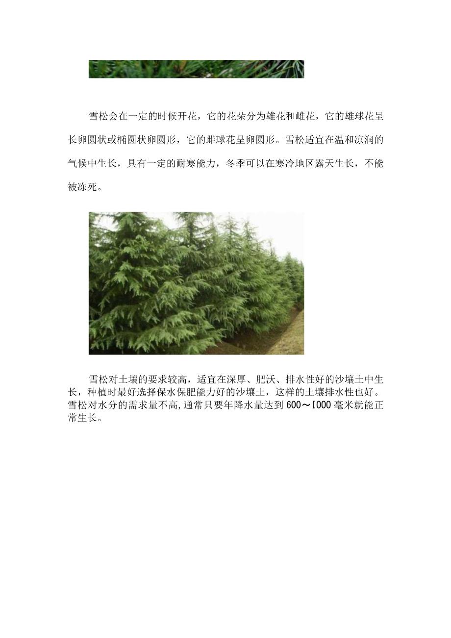 雪松乔木还是灌木.docx_第2页