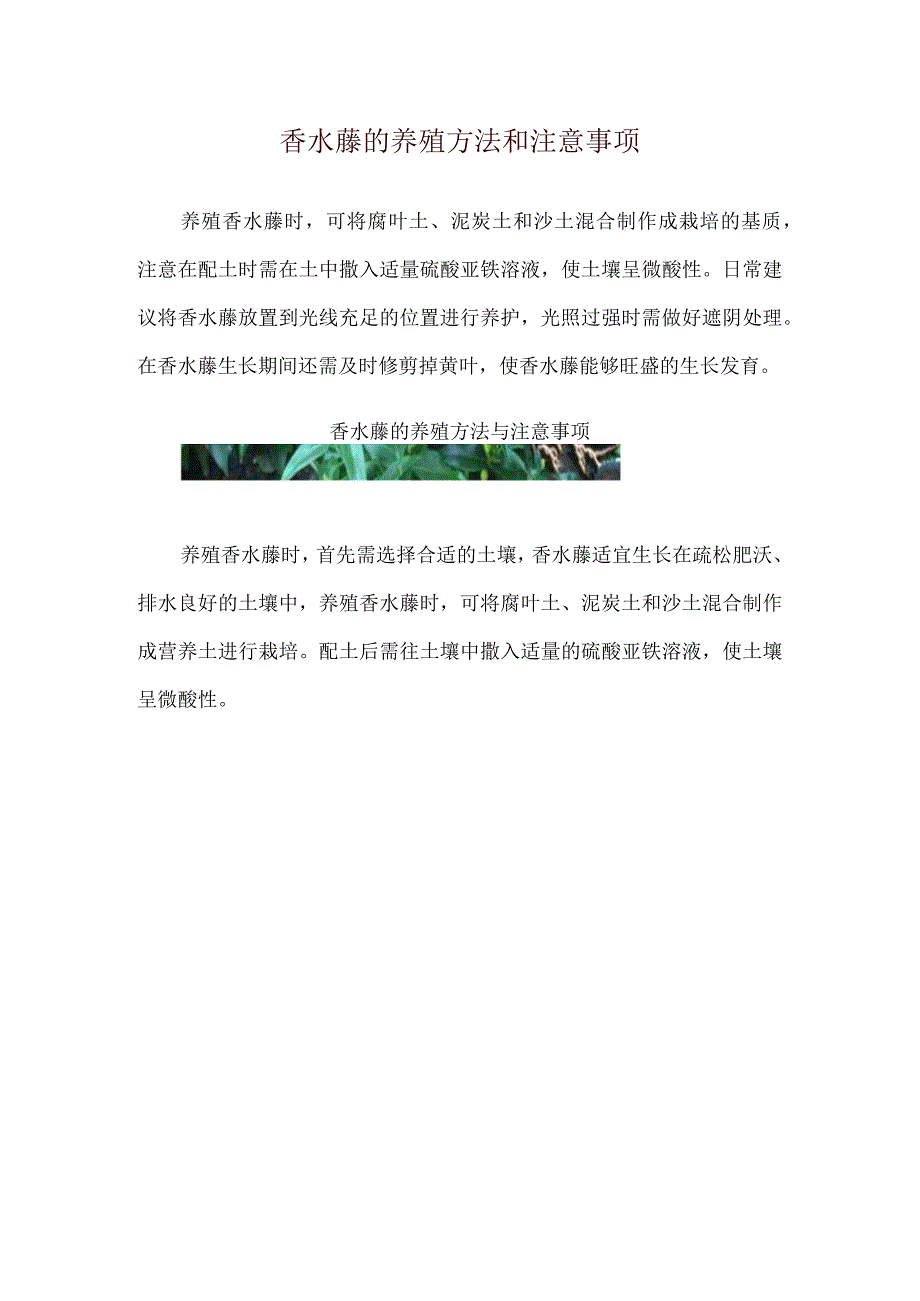 香水藤的养殖方法和注意事项.docx_第1页