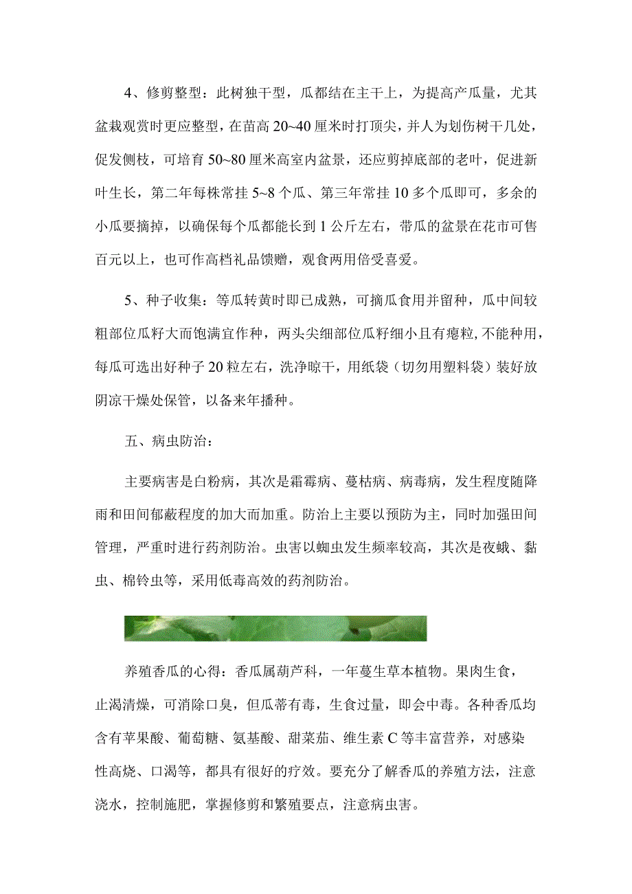 香瓜种植技术：五种香瓜的种植要点.docx_第3页