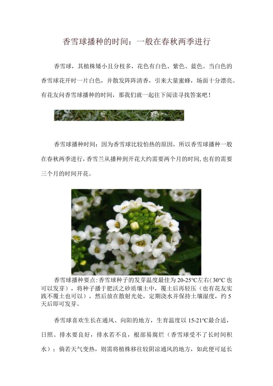 香雪球播种的时间：一般在春秋两季进行.docx_第1页