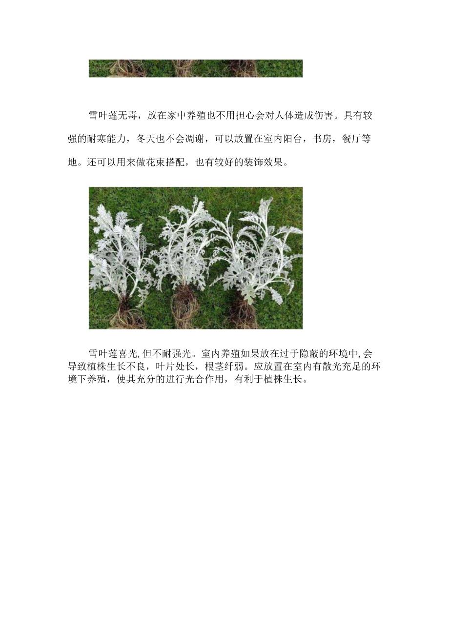 雪叶莲能在家养吗.docx_第2页