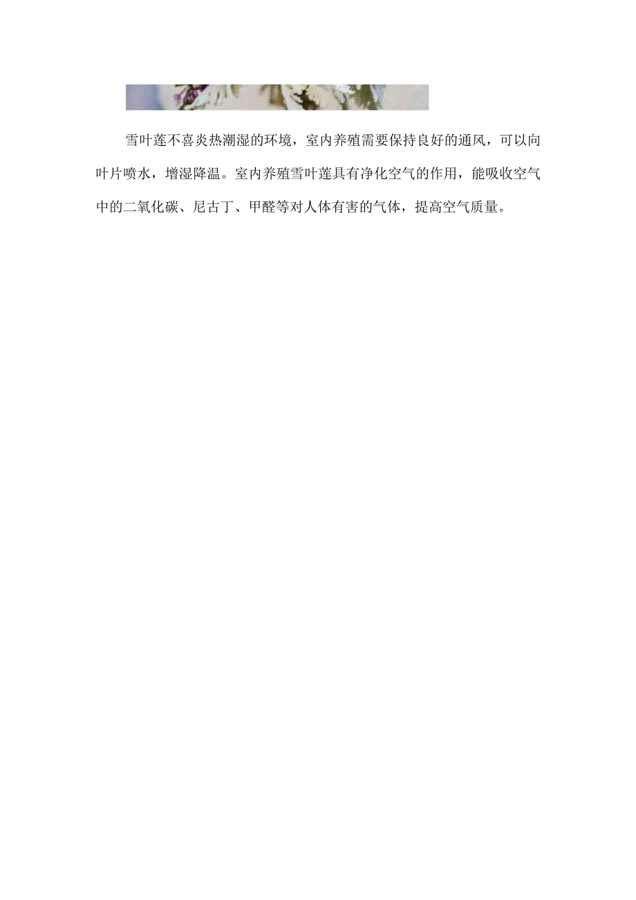 雪叶莲能在家养吗.docx_第3页