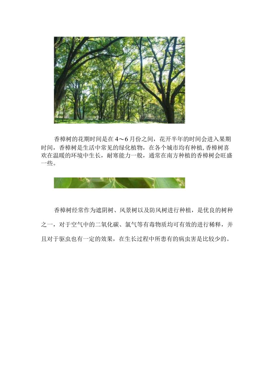 香樟树落叶时间和过程.docx_第2页