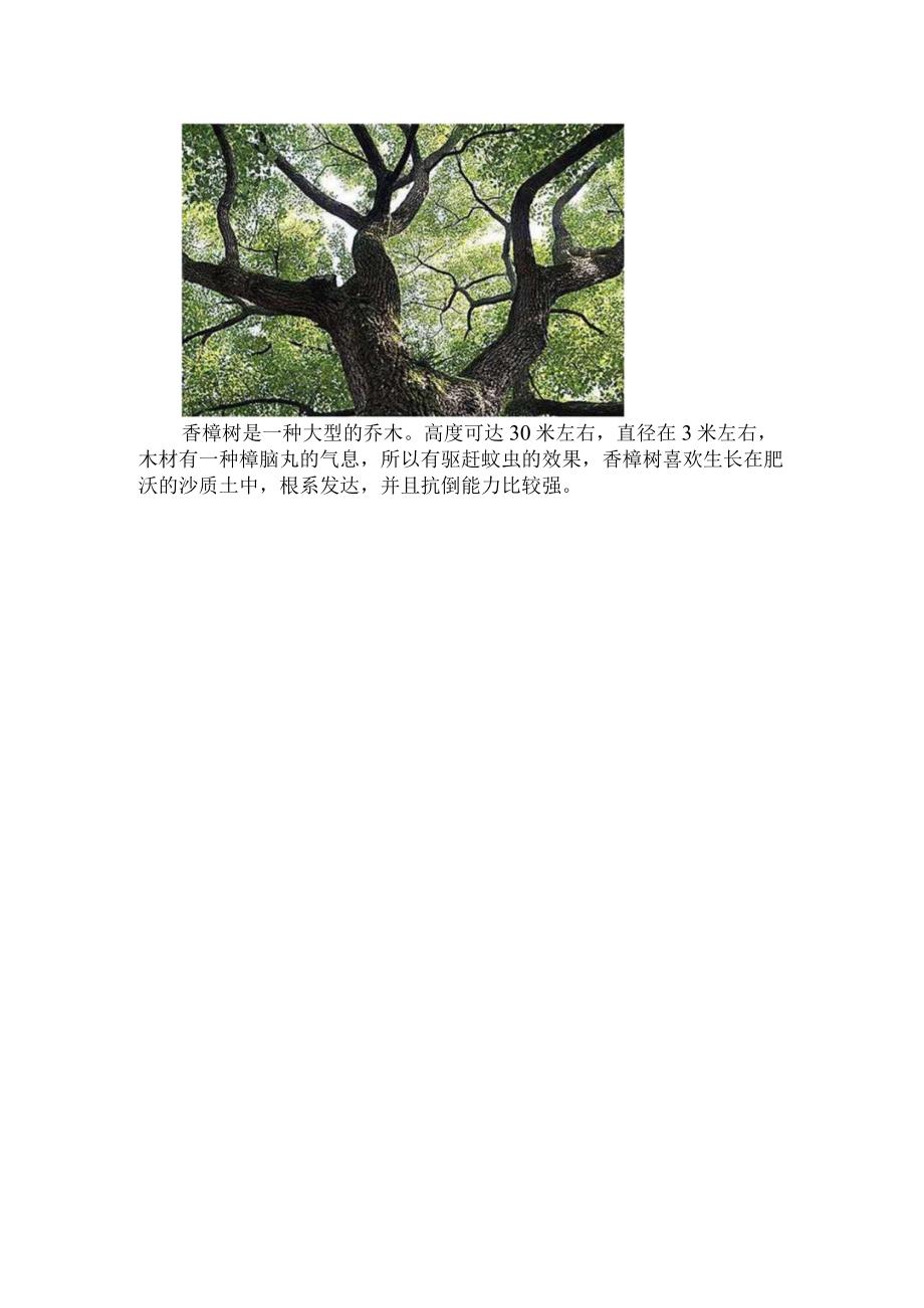 香樟树落叶时间和过程.docx_第3页